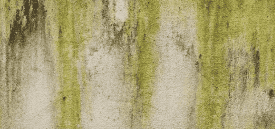 Algues vertes sur enduit de fa&ccedil;ade &mdash; salissure biologique