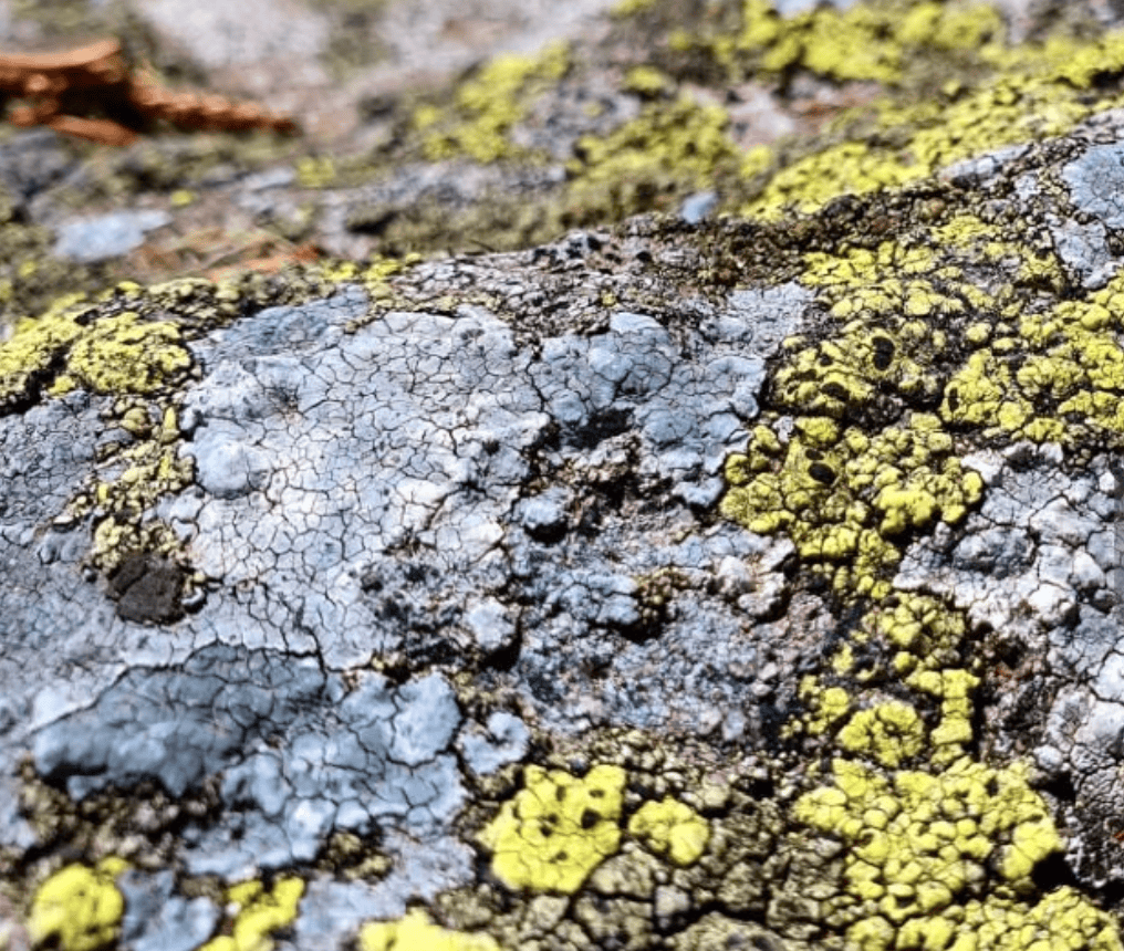 Lichens jaune-gris sur pierre de taille