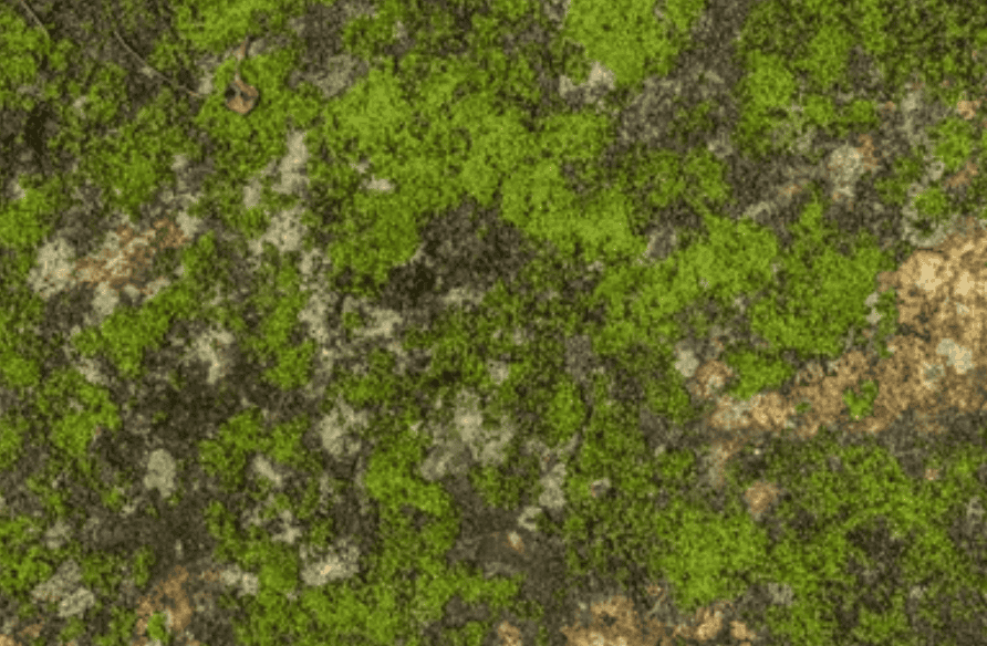 Mousse &eacute;paisse sur mur de fa&ccedil;ade