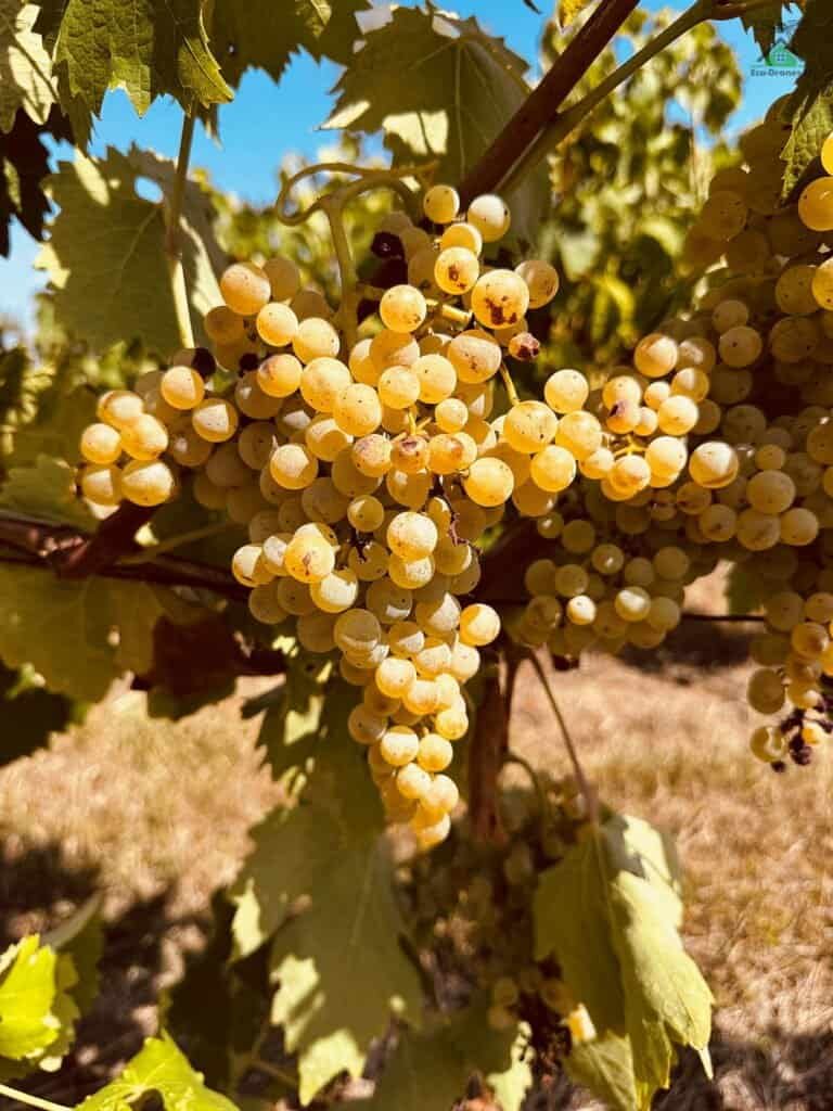 Grappe de raisin blanc aux grains dorés sur un cep, feuillage de vigne et ciel dégagé