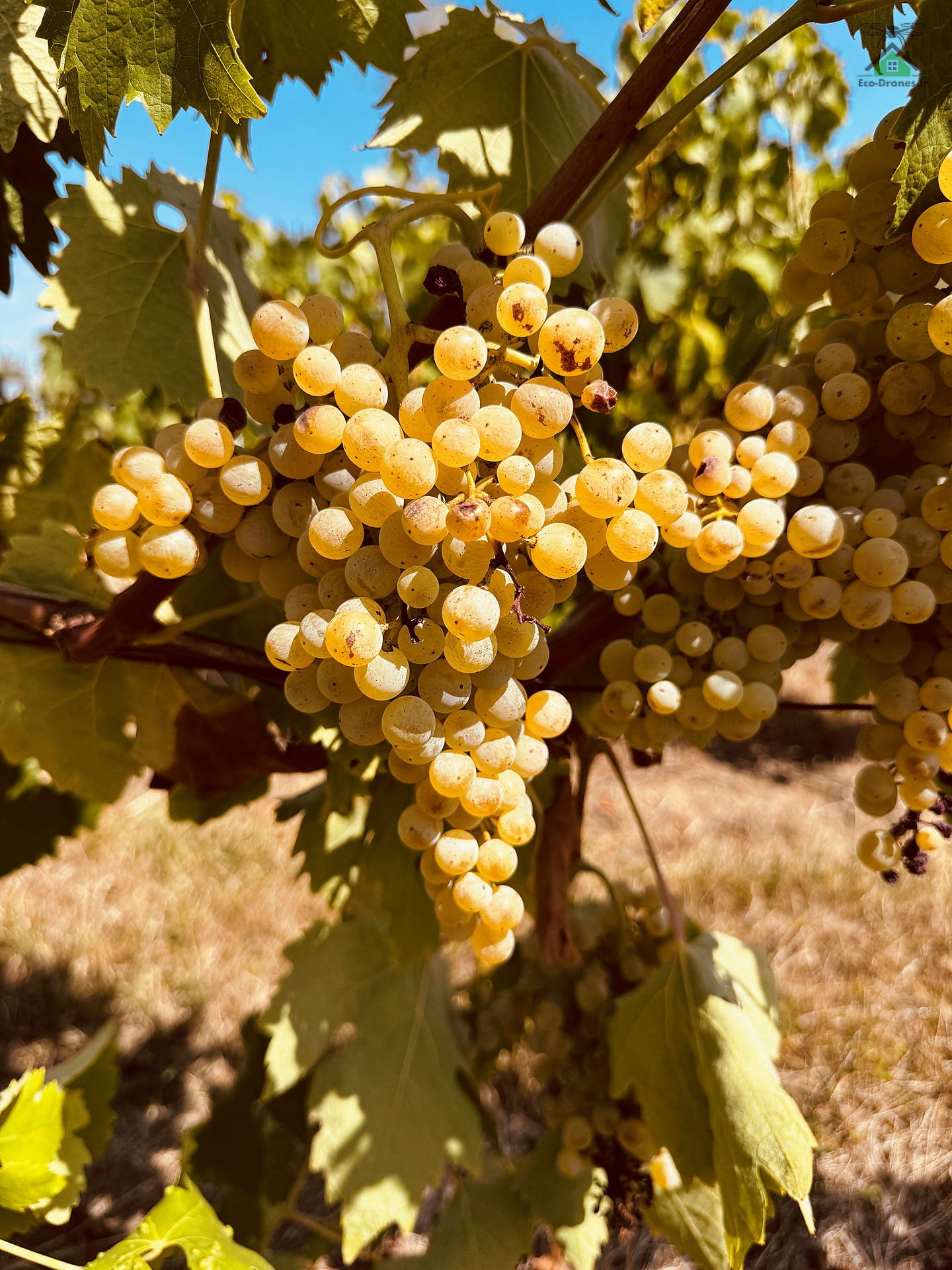 Grappe de raisin blanc &agrave; maturit&eacute; dans une vigne de Nouvelle-Aquitaine